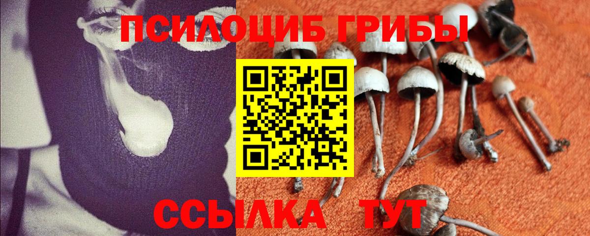 Псилоцибиновые грибы Psilocybine cubensis Камышин